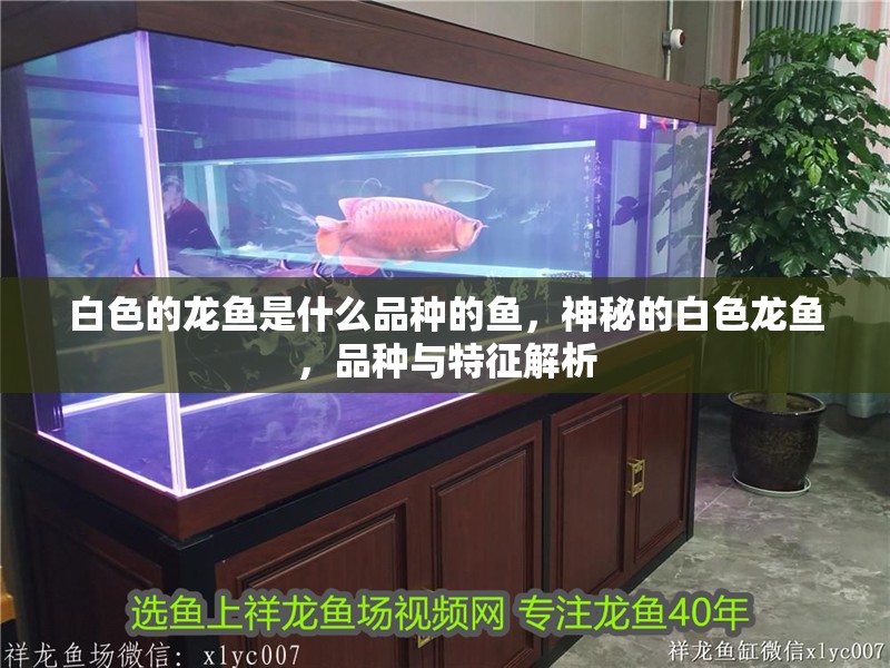 白色的龍魚是什么品種的魚，神秘的白色龍魚，品種與特征解析