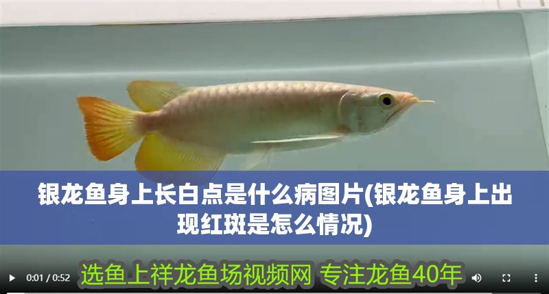 銀龍魚(yú)身上長(zhǎng)白點(diǎn)是什么病圖片(銀龍魚(yú)身上出現(xiàn)紅斑是怎么情況) 銀龍魚(yú)百科 第1張 銀龍魚(yú)身上長(zhǎng)白點(diǎn)是什么病圖片(銀龍魚(yú)身上出現(xiàn)紅斑是怎么情況) 銀龍魚(yú)身上長(zhǎng)白點(diǎn)是什么病圖片(銀龍魚(yú)身上出現(xiàn)紅斑是怎么情況) 銀龍魚(yú)百科 第1張
