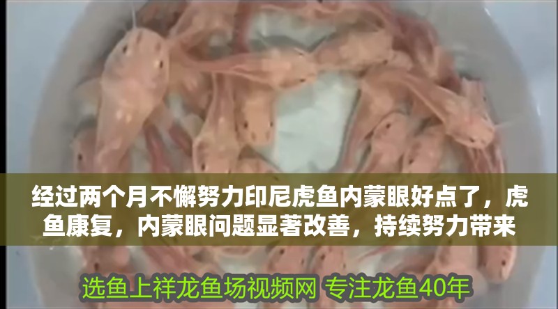 經過兩個月不懈努力印尼虎魚內蒙眼好點了，虎魚康復，內蒙眼問題顯著改善，持續努力帶來