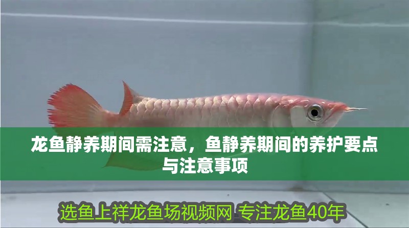 龍魚靜養期間需注意，魚靜養期間的養護要點與注意事項