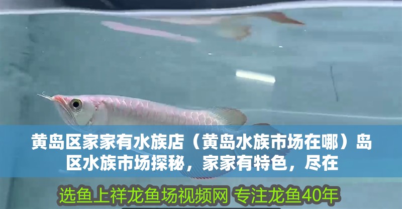 黃島區家家有水族店（黃島水族市場在哪）島區水族市場探秘，家家有特色，盡在