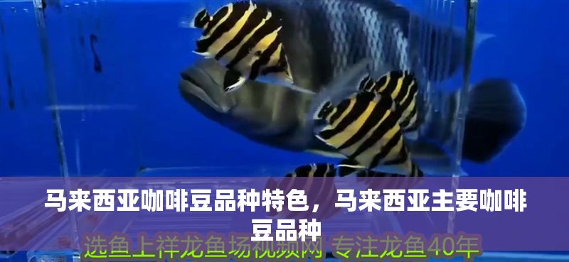 馬來西亞咖啡豆品種特色，馬來西亞主要咖啡豆品種