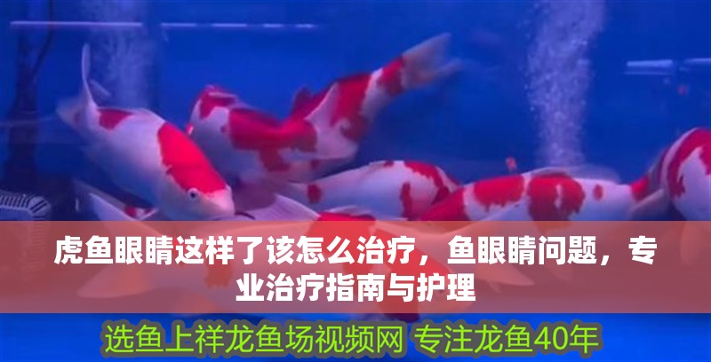 虎魚眼睛這樣了該怎么治療，魚眼睛問題，專業(yè)治療指南與護理