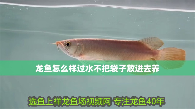龍魚怎么樣過水不把袋子放進去養