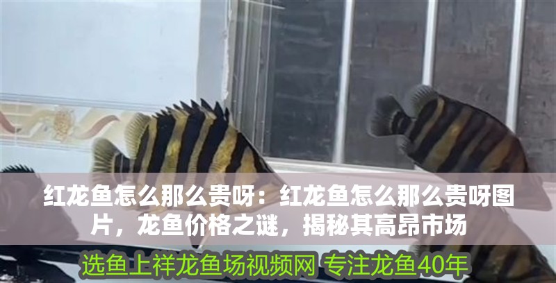 紅龍魚(yú)怎么那么貴呀：紅龍魚(yú)怎么那么貴呀圖片，龍魚(yú)價(jià)格之謎，揭秘其高昂市場(chǎng)