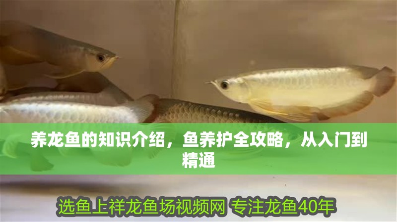 養龍魚的知識介紹，魚養護全攻略，從入門到精通
