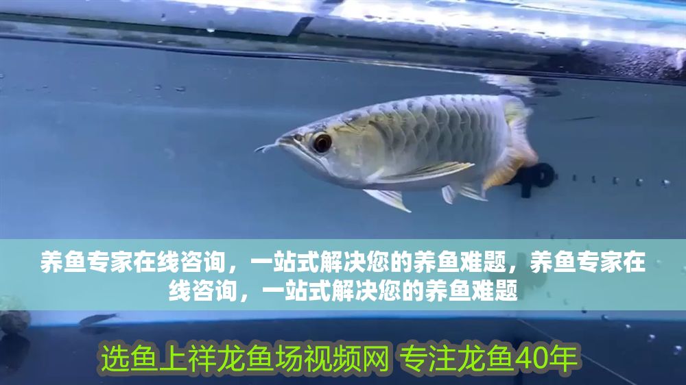 養(yǎng)魚專家在線咨詢，一站式解決您的養(yǎng)魚難題，養(yǎng)魚專家在線咨詢，一站式解決您的養(yǎng)魚難題