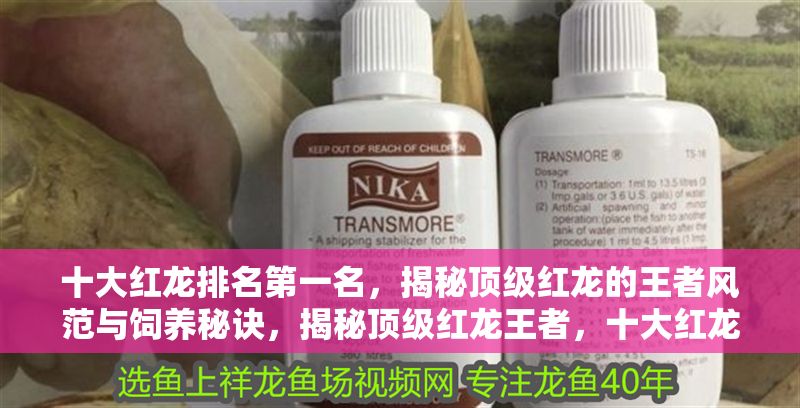 十大紅龍排名第一名，揭秘頂級紅龍的王者風范與飼養(yǎng)秘訣，揭秘頂級紅龍王者，十大紅龍排名第一的飼養(yǎng)秘訣與風采