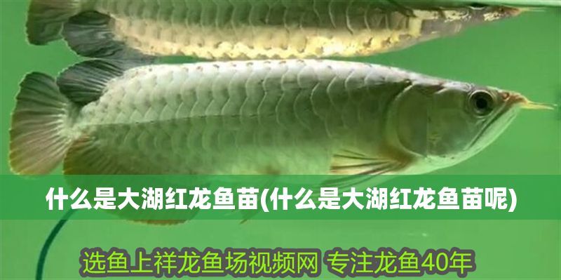 什么是大湖紅龍魚苗(什么是大湖紅龍魚苗呢)