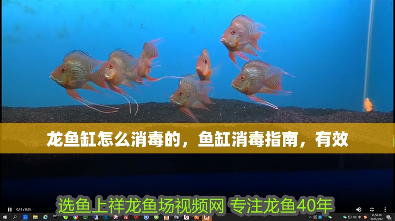 龍魚缸怎么消毒的，魚缸消毒指南，有效