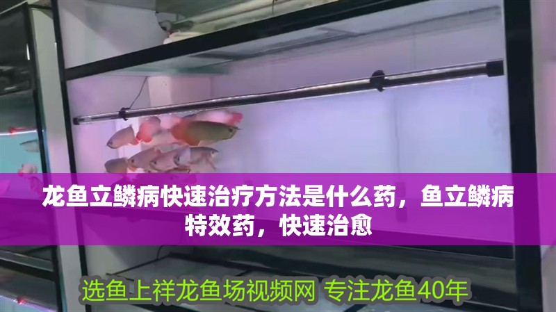 龍魚立鱗病快速治療方法是什么藥，魚立鱗病特效藥，快速治愈
