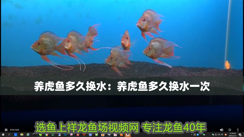 養虎魚多久換水：養虎魚多久換水一次