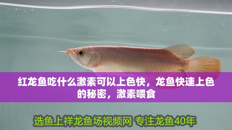 紅龍魚(yú)吃什么激素可以上色快，龍魚(yú)快速上色的秘密，激素喂食