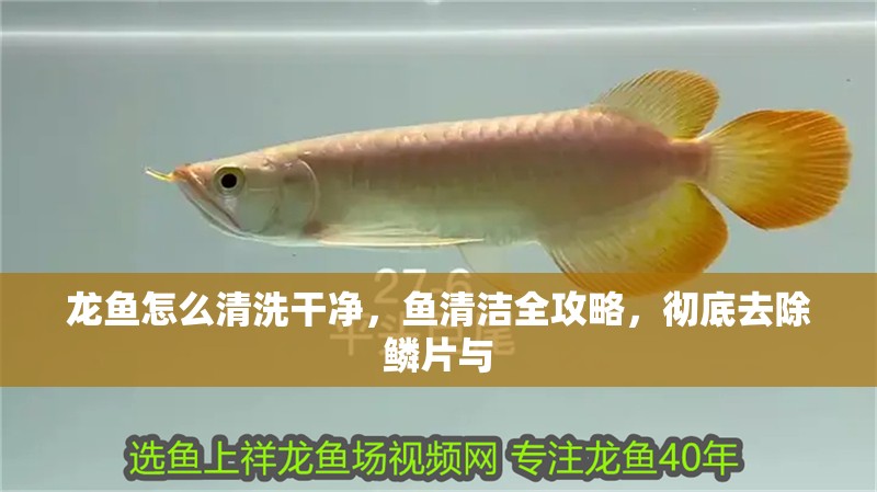 龍魚怎么清洗干凈，魚清潔全攻略，徹底去除鱗片與