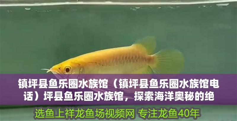鎮坪縣魚樂圈水族館（鎮坪縣魚樂圈水族館電話）坪縣魚樂圈水族館，探索海洋奧秘的絕