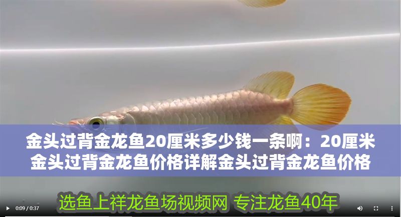 金頭過背金龍魚20厘米多少錢一條啊：20厘米金頭過背金龍魚價(jià)格詳解金頭過背金龍魚價(jià)格趨勢
