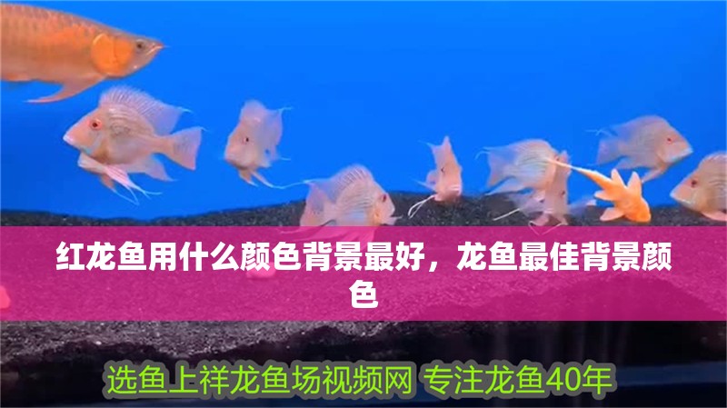 紅龍魚用什么顏色背景最好，龍魚最佳背景顏色