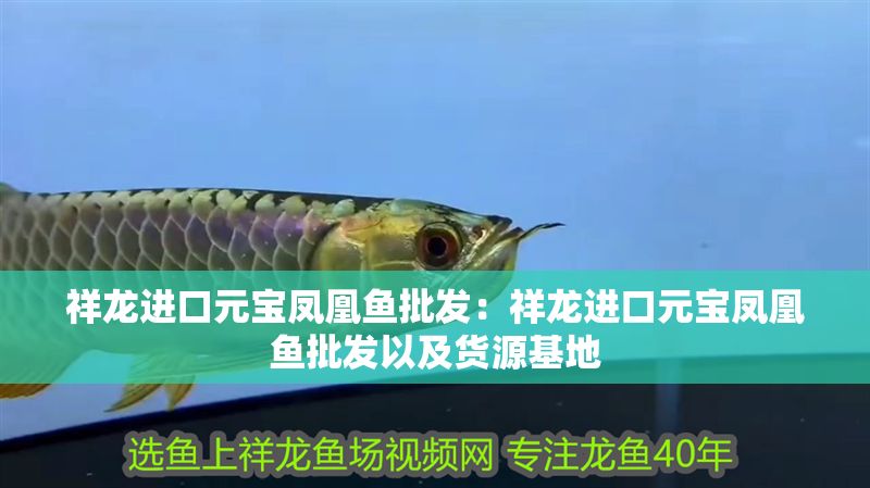 祥龍進(jìn)口元寶鳳凰魚批發(fā)：祥龍進(jìn)口元寶鳳凰魚批發(fā)以及貨源基地 祥龍進(jìn)口元寶鳳凰魚批發(fā)：祥龍進(jìn)口元寶鳳凰魚批發(fā)以及貨源基地 元寶鳳凰魚百科 第1張