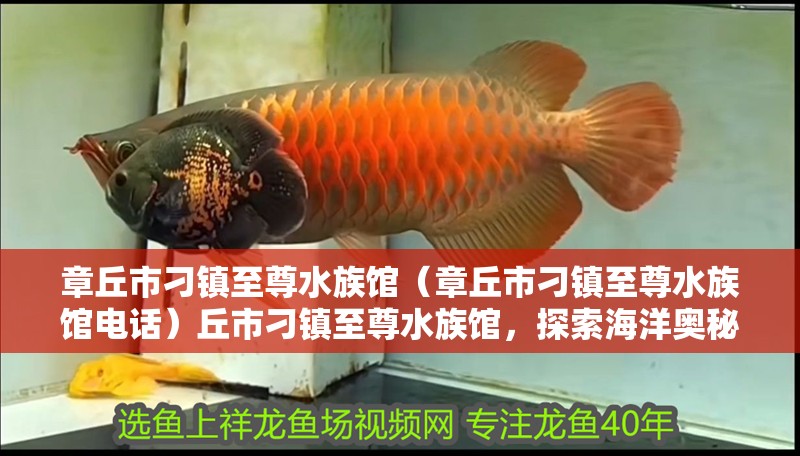 章丘市刁鎮至尊水族館（章丘市刁鎮至尊水族館電話）丘市刁鎮至尊水族館，探索海洋奧秘，體驗