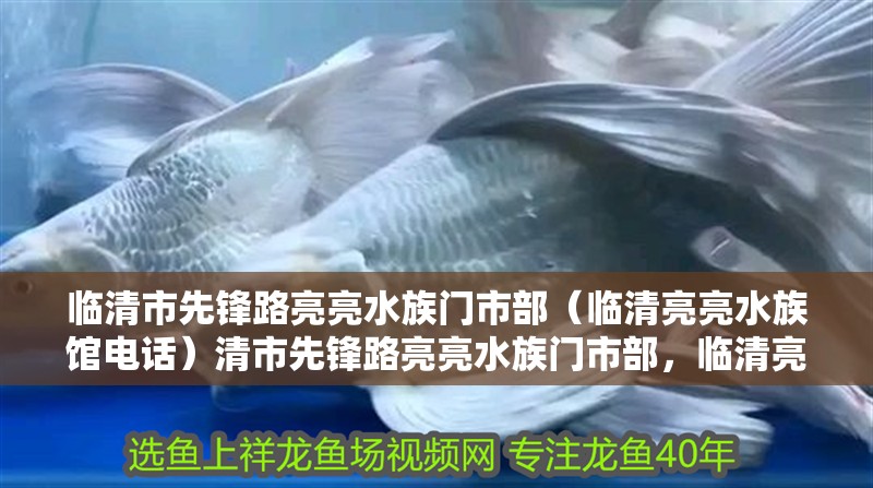 臨清市先鋒路亮亮水族門市部（臨清亮亮水族館電話）清市先鋒路亮亮水族門市部，臨清亮亮水族館的