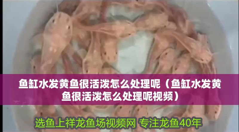 魚缸水發(fā)黃魚很活潑怎么處理呢（魚缸水發(fā)黃魚很活潑怎么處理呢視頻）