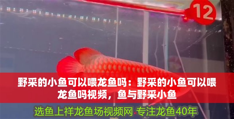 野采的小魚可以喂龍魚嗎：野采的小魚可以喂龍魚嗎視頻，魚與野采小魚