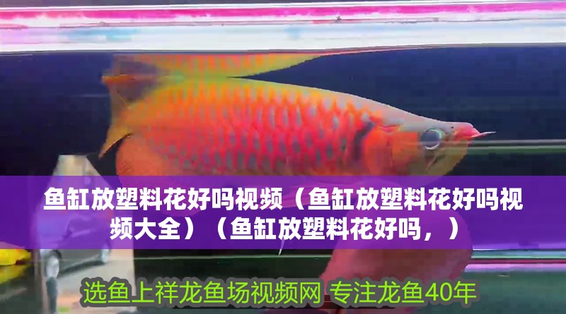 魚缸放塑料花好嗎視頻（魚缸放塑料花好嗎視頻大全）（魚缸放塑料花好嗎，）