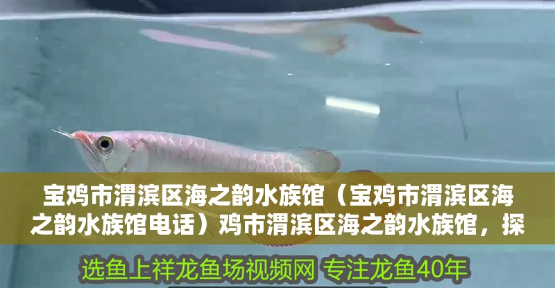 寶雞市渭濱區海之韻水族館（寶雞市渭濱區海之韻水族館電話）雞市渭濱區海之韻水族館，探索海底