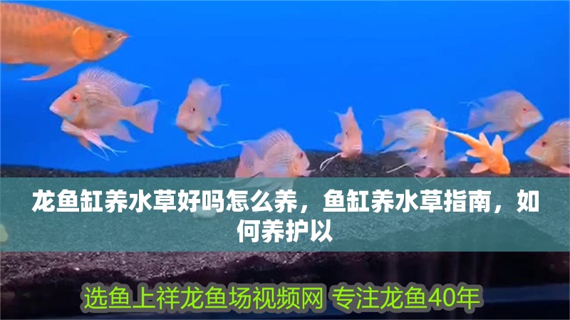 龍魚缸養(yǎng)水草好嗎怎么養(yǎng),魚缸養(yǎng)水草指南,如何養(yǎng)護(hù)以 龍魚百科 第2張 龍魚缸養(yǎng)水草好嗎怎么養(yǎng),魚缸養(yǎng)水草指南,如何養(yǎng)護(hù)以 龍魚缸養(yǎng)水草好嗎怎么養(yǎng),魚缸養(yǎng)水草指南,如何養(yǎng)護(hù)以 龍魚百科 第2張