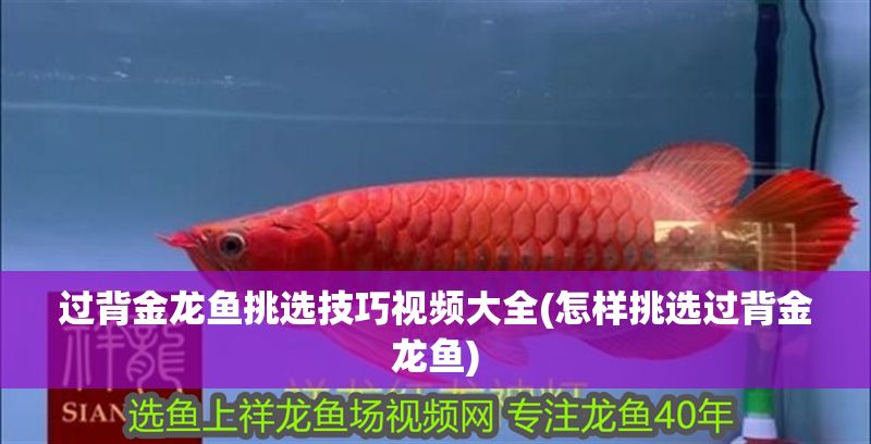 過背金龍魚挑選技巧視頻大全(怎樣挑選過背金龍魚)