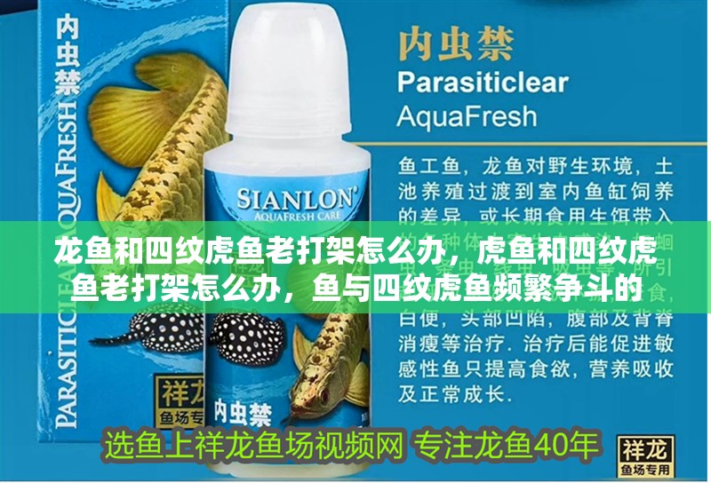 龍魚和四紋虎魚老打架怎么辦，虎魚和四紋虎魚老打架怎么辦，魚與四紋虎魚頻繁爭斗的