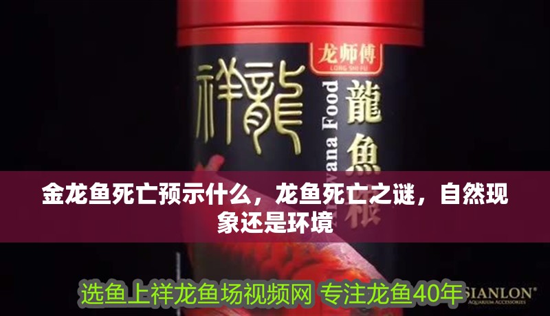 金龍魚死亡預示什么，龍魚死亡之謎，自然現象還是環境