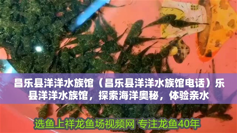 昌樂(lè)縣洋洋水族館（昌樂(lè)縣洋洋水族館電話）樂(lè)縣洋洋水族館，探索海洋奧秘，體驗(yàn)親水