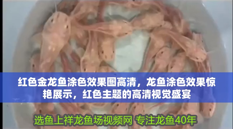紅色金龍魚涂色效果圖高清,龍魚涂色效果驚艷展示,紅色主題的高清視覺盛宴