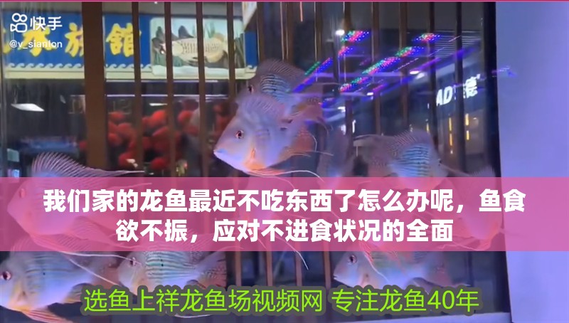 我們家的龍魚最近不吃東西了怎么辦呢，魚食欲不振，應對不進食狀況的全面