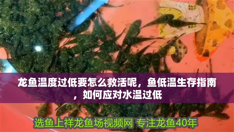 龍魚溫度過低要怎么救活呢，魚低溫生存指南，如何應對水溫過低