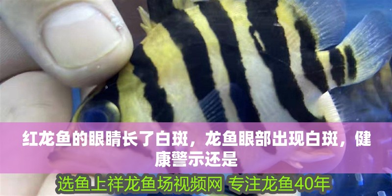 紅龍魚的眼睛長了白斑，龍魚眼部出現白斑，健康警示還是