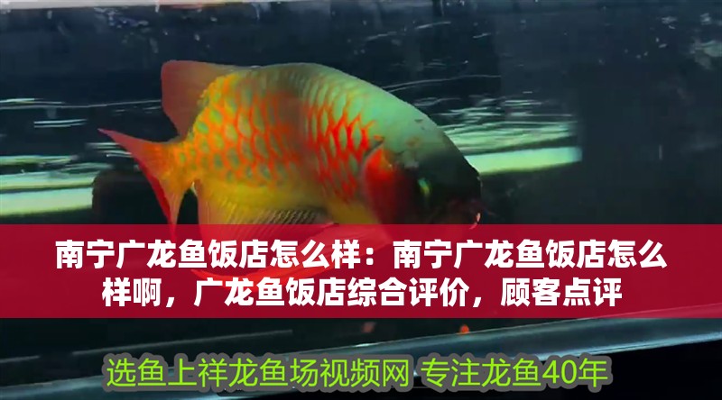 南寧廣龍魚飯店怎么樣：南寧廣龍魚飯店怎么樣啊，廣龍魚飯店綜合評(píng)價(jià)，顧客點(diǎn)評(píng)