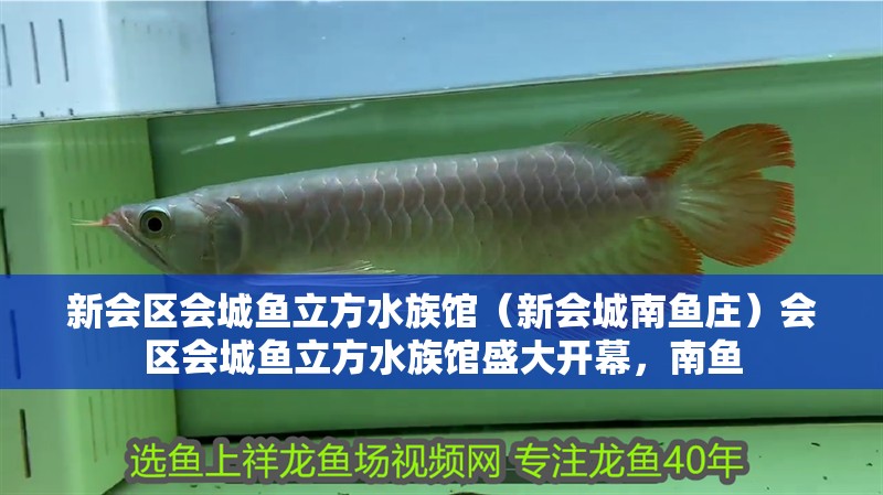 新會區(qū)會城魚立方水族館（新會城南魚莊）會區(qū)會城魚立方水族館盛大開幕，南魚