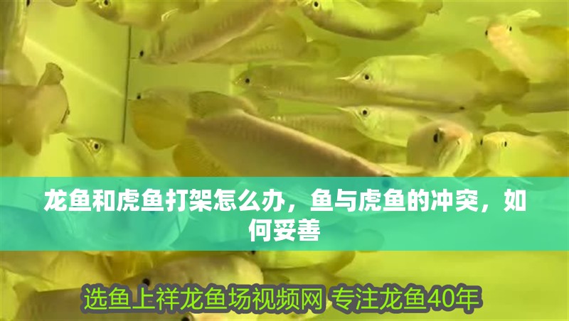 龍魚和虎魚打架怎么辦，魚與虎魚的沖突，如何妥善