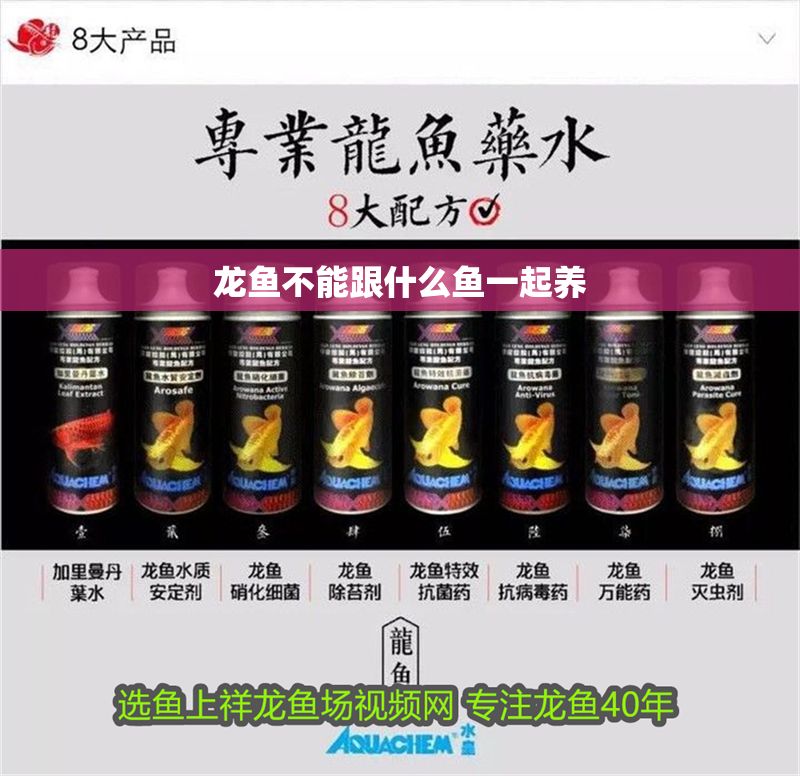 龍魚不能跟什么魚一起養(yǎng)