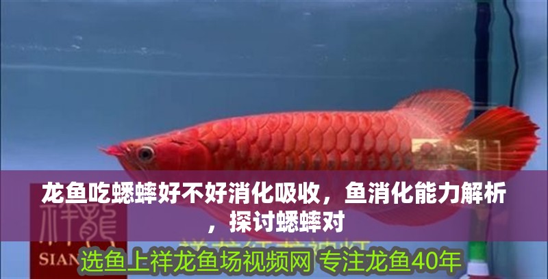 龍魚吃蟋蟀好不好消化吸收，魚消化能力解析，探討蟋蟀對