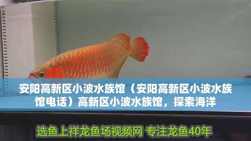 安陽高新區小波水族館（安陽高新區小波水族館電話）高新區小波水族館，探索海洋 安陽高新區小波水族館（安陽高新區小波水族館電話）高新區小波水族館，探索海洋 全國水族館企業名錄 第2張