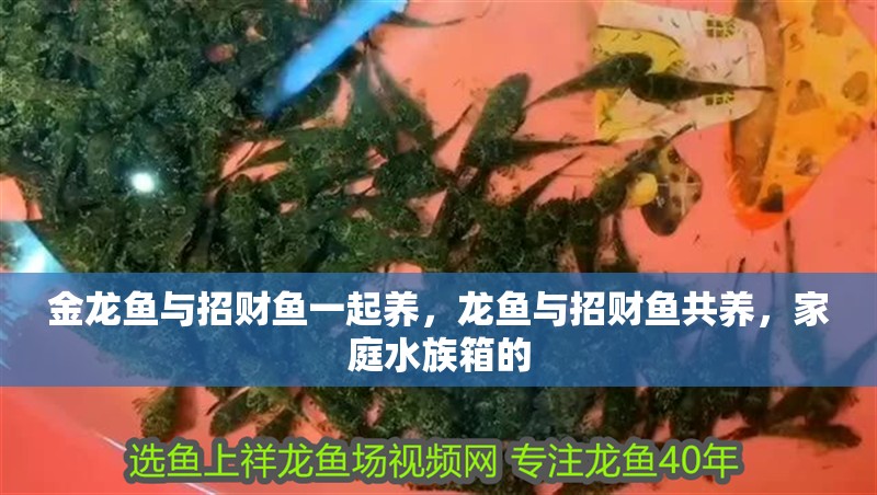 金龍魚與招財魚一起養，龍魚與招財魚共養，家庭水族箱的
