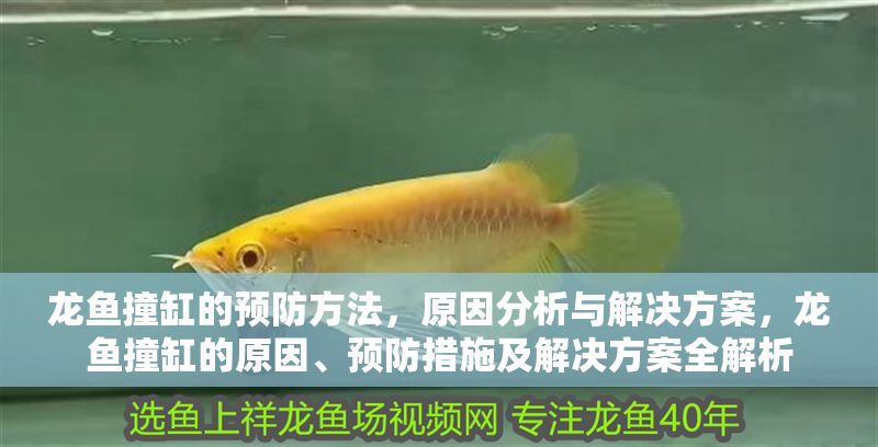 龍魚撞缸的預防方法，原因分析與解決方案，龍魚撞缸的原因、預防措施及解決方案全解析