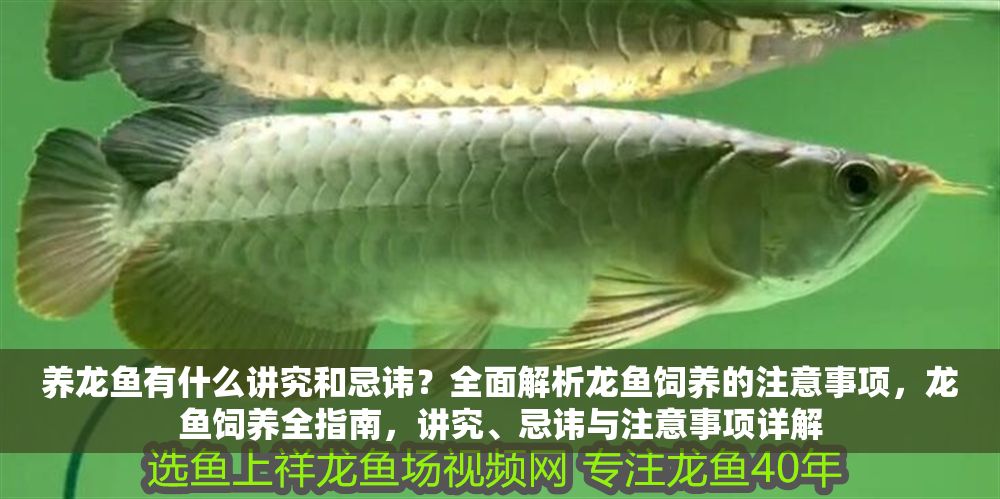 詳細閱讀:養龍魚有什么講究和忌諱?全面解析龍魚飼養的注意事項,龍魚飼養全指南,講究、忌諱與注意事項詳解 養龍魚有什么講究和忌諱?全面解析龍魚飼養的注意事項,龍魚飼養全指南,講究、忌諱與注意事項詳解