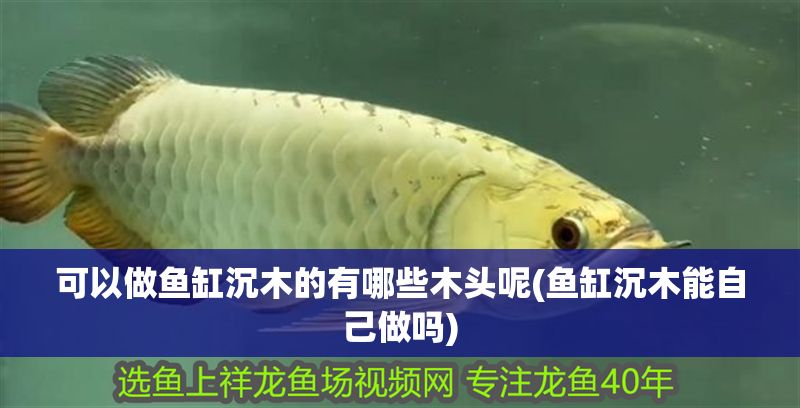 可以做魚缸沉木的有哪些木頭呢(魚缸沉木能自己做嗎)