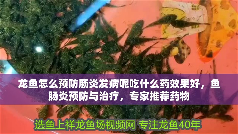 龍魚怎么預防腸炎發病呢吃什么藥效果好，魚腸炎預防與治療，專家推薦藥物