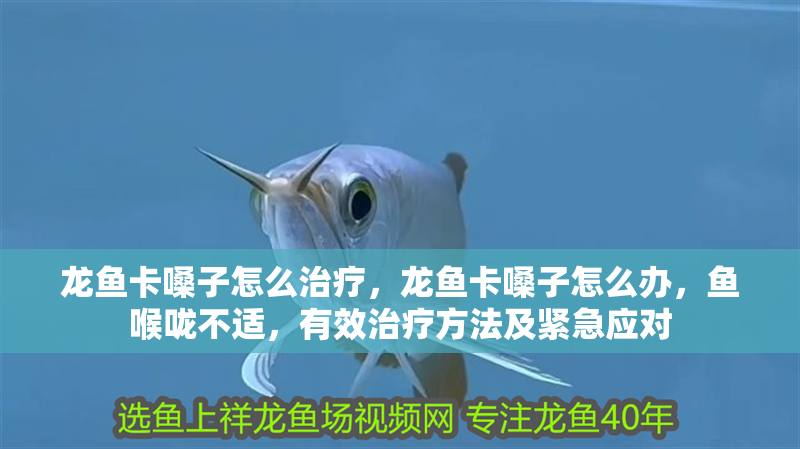 龍魚卡嗓子怎么治療，龍魚卡嗓子怎么辦，魚喉嚨不適，有效治療方法及緊急應對