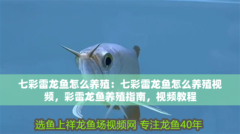 七彩雷龍魚怎么養殖：七彩雷龍魚怎么養殖視頻，彩雷龍魚養殖指南，視頻教程